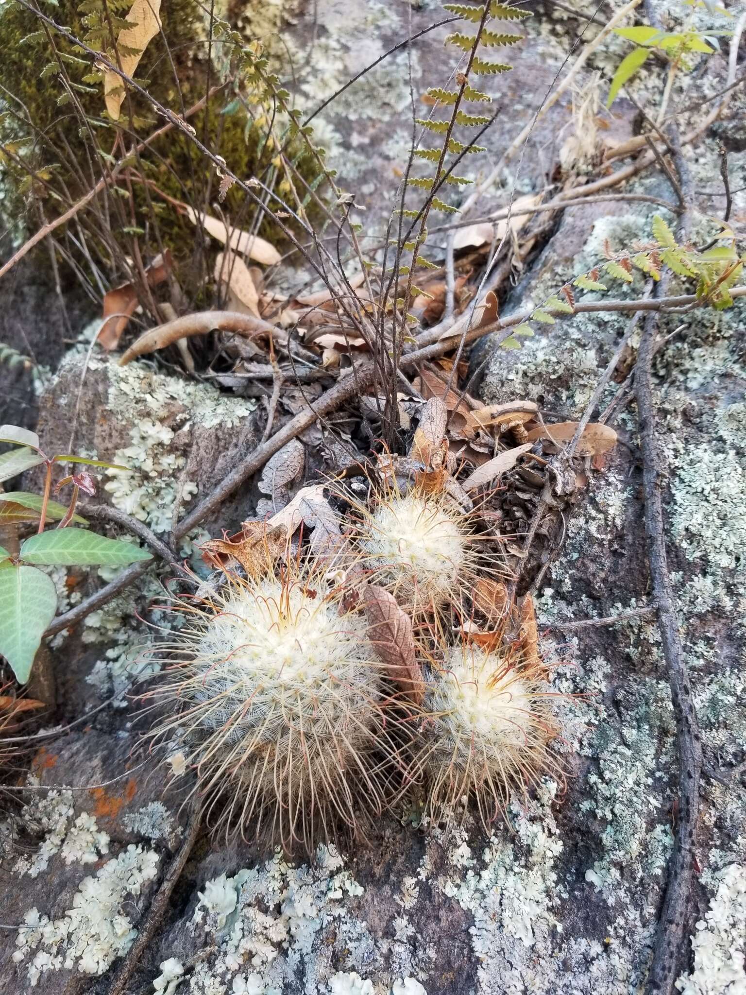 Image of Mammillaria bombycina Quehl