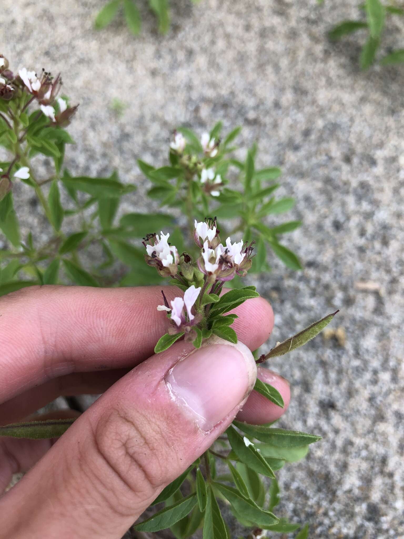 Imagem de Polanisia dodecandra subsp. dodecandra