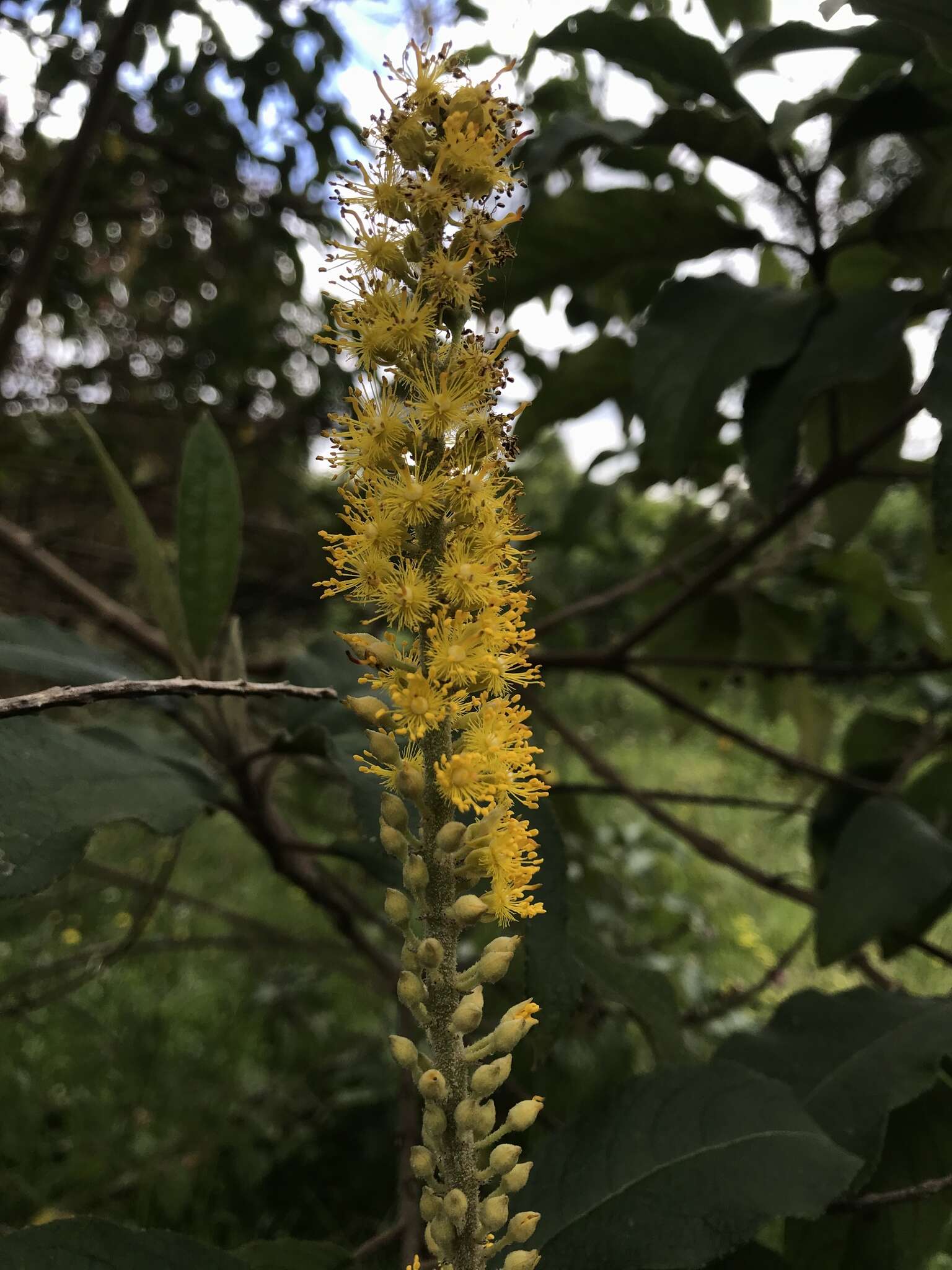 Image of Abatia parviflora Ruiz & Pav.