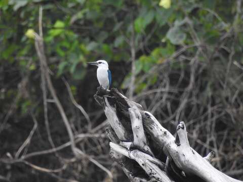 Image of Beach Kingfisher