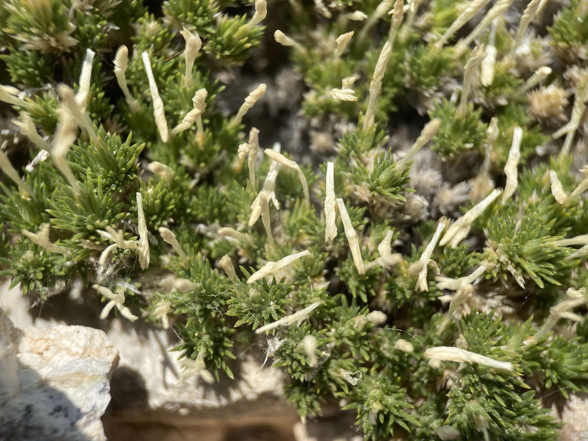 Image of mat prickly phlox