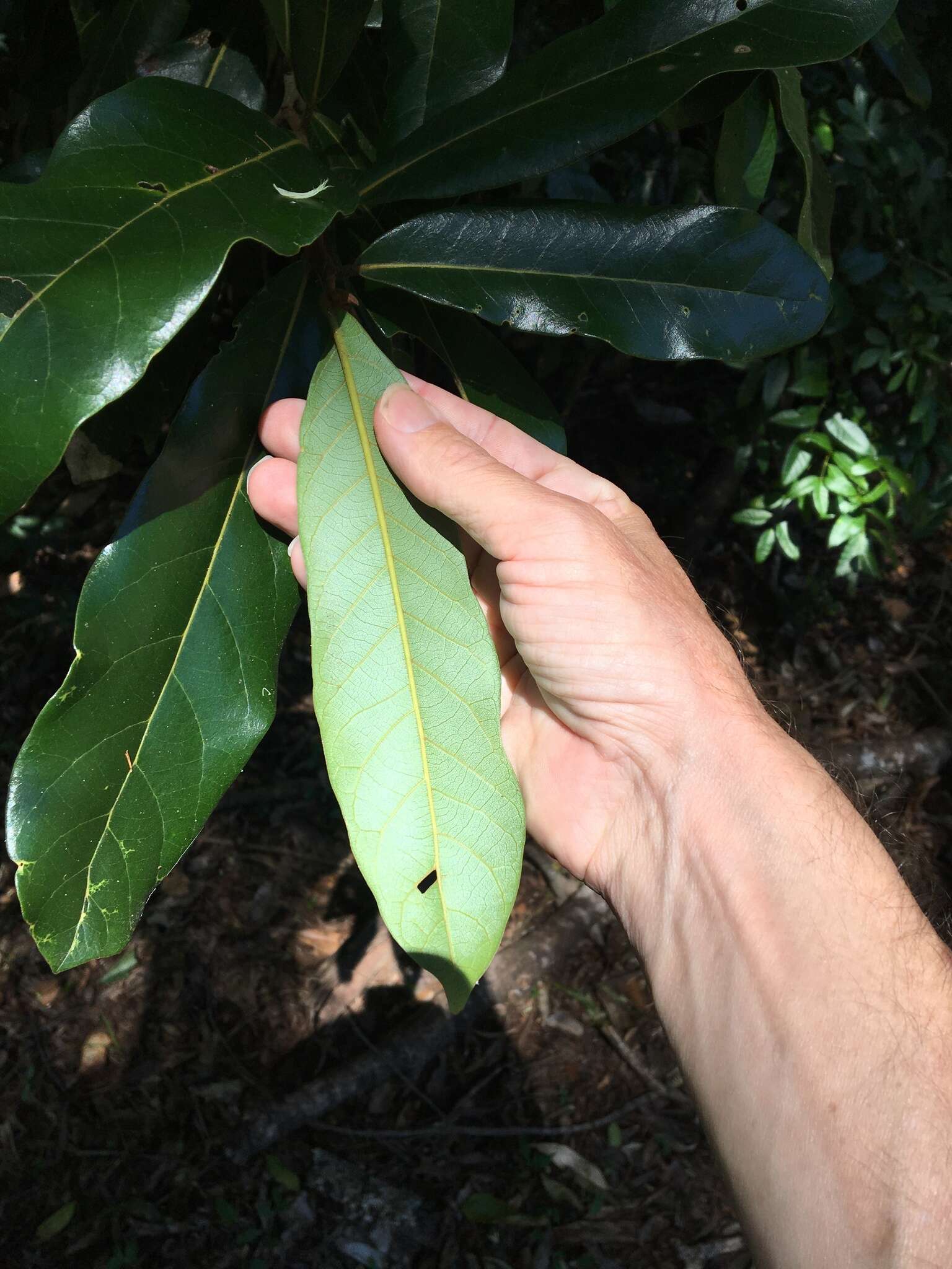 Image of Cryptocarya obovata R. Br.