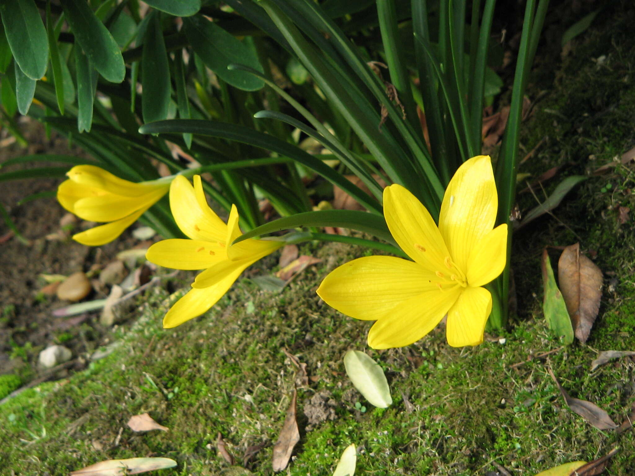 Image of winter daffodil