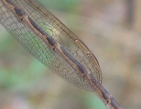 Image of Common Winter Damsel