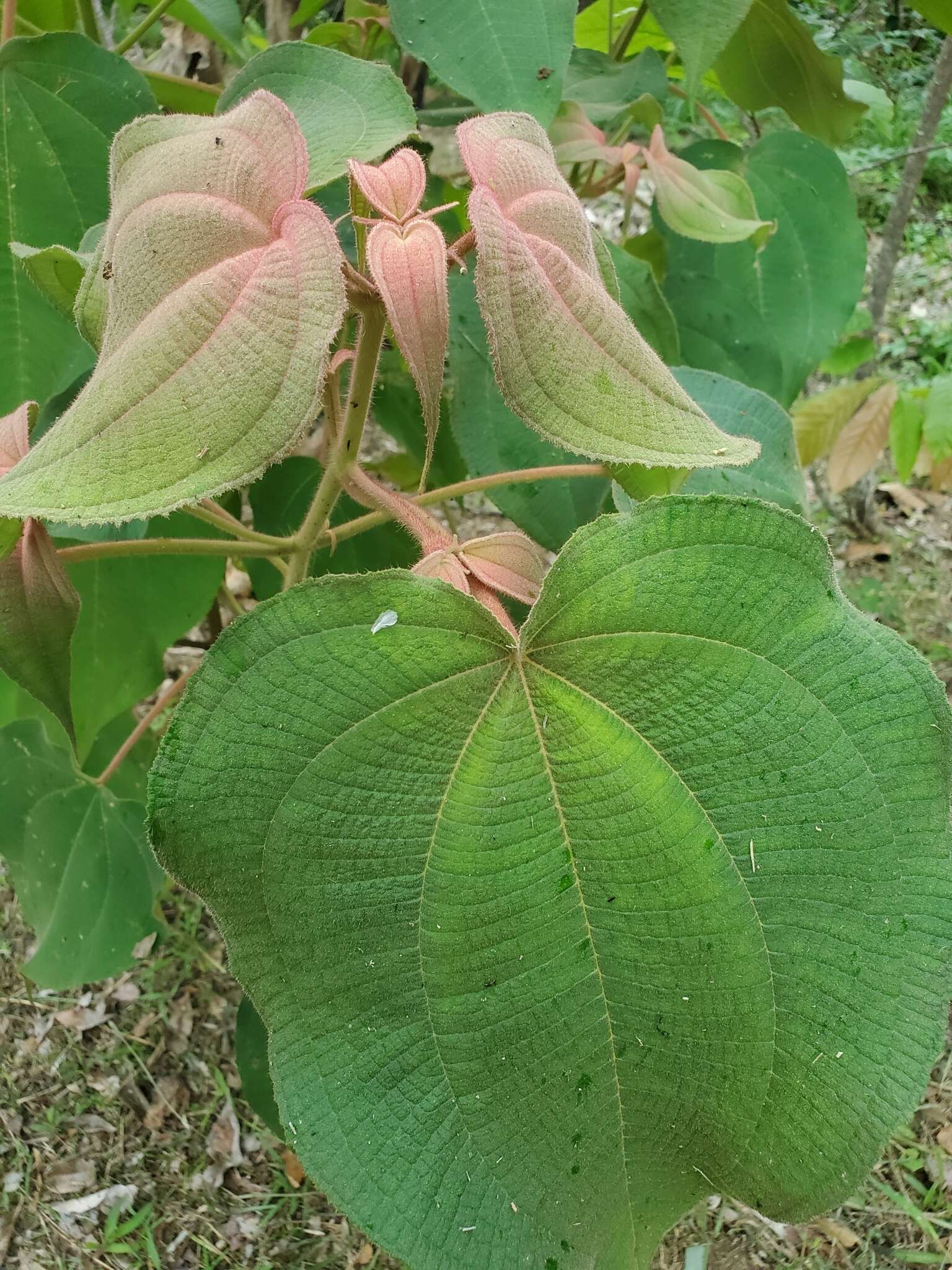 Miconia umbellata (Mill.) Judd & Ionta的圖片