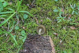 Imagem de Simocybe sumptuosa (P. D. Orton) Singer 1962