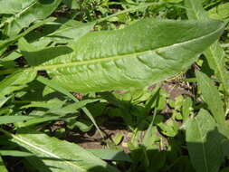 Image of Common Sorrel