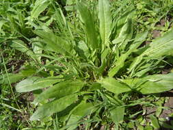 Image of Common Sorrel