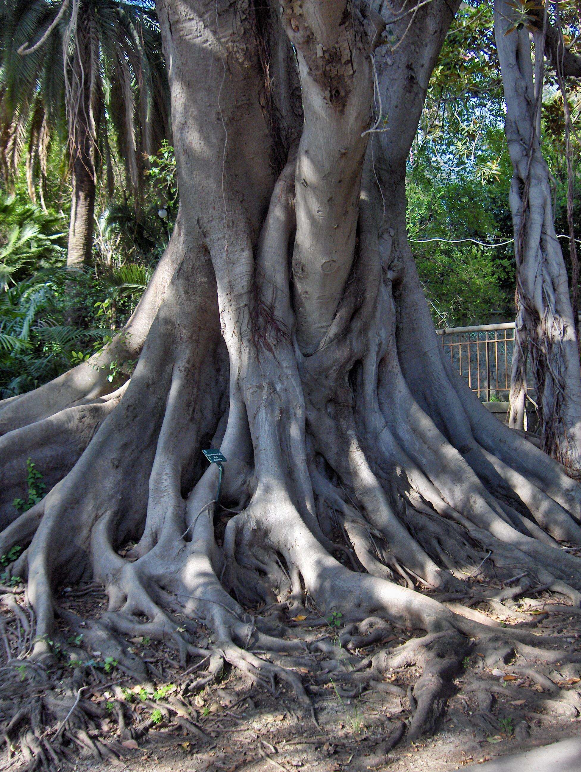 Image of Moreton Bay fig