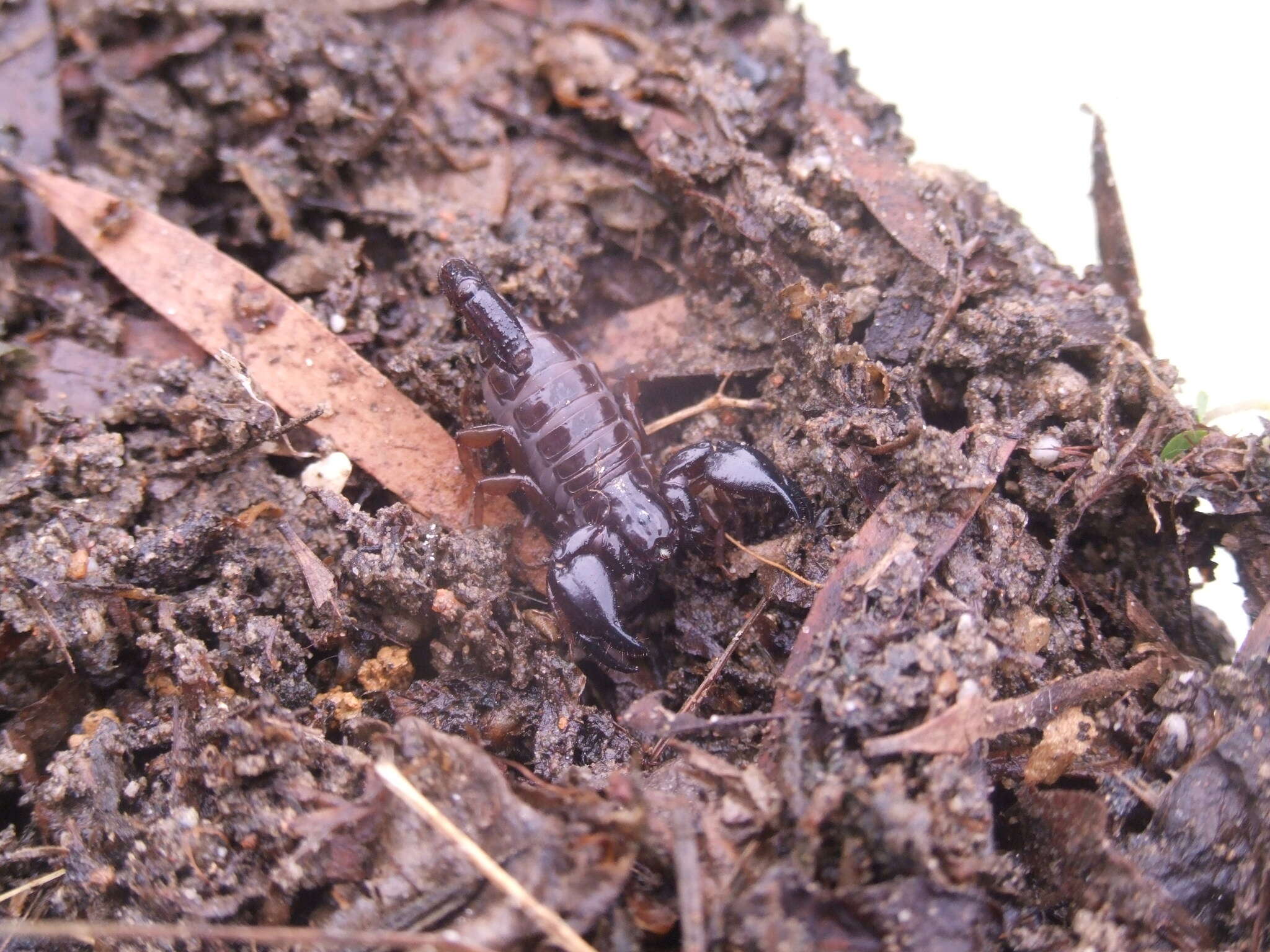 Image of Broteochactas nitidus Pocock 1893