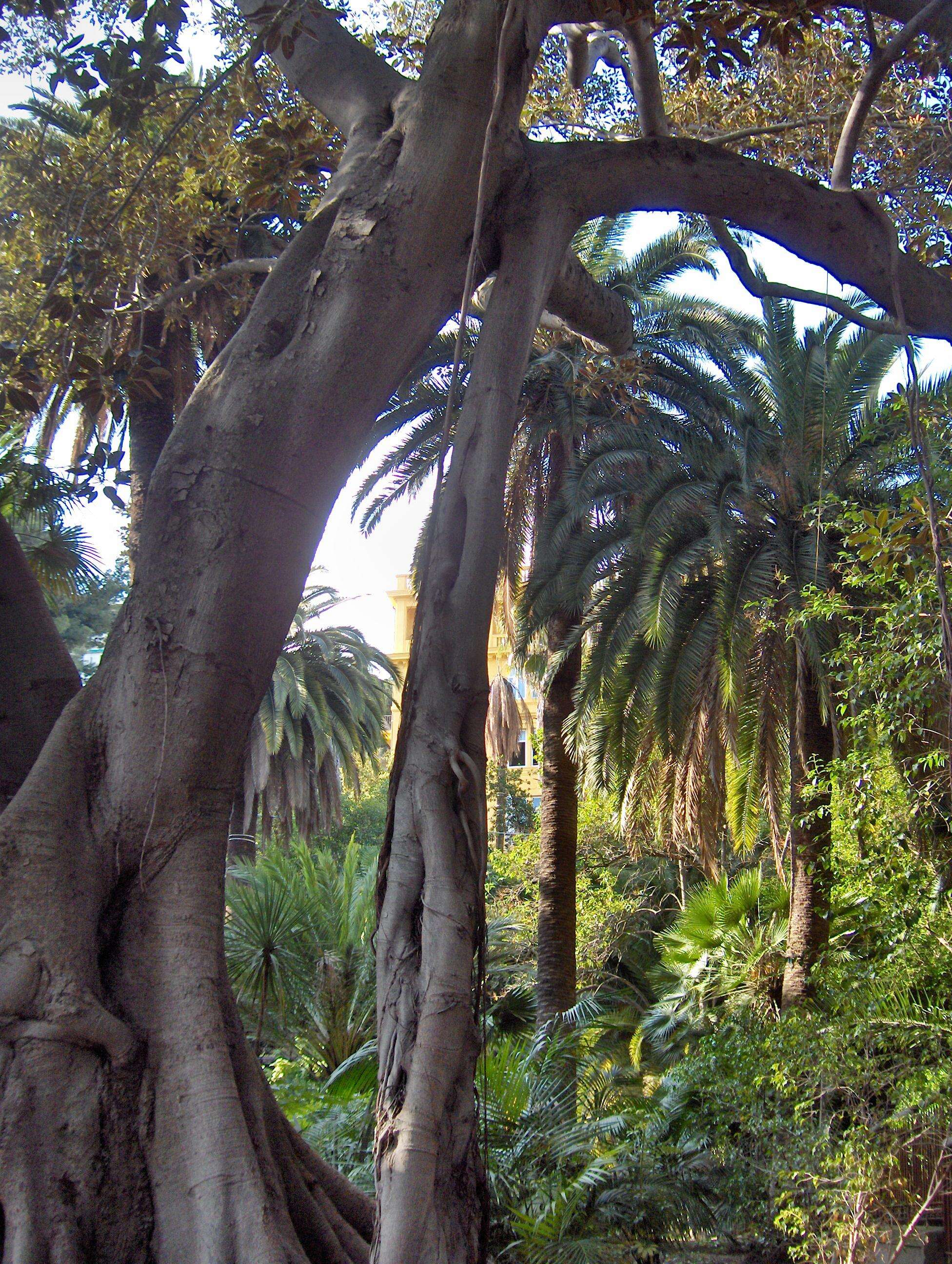 Image of Moreton Bay fig