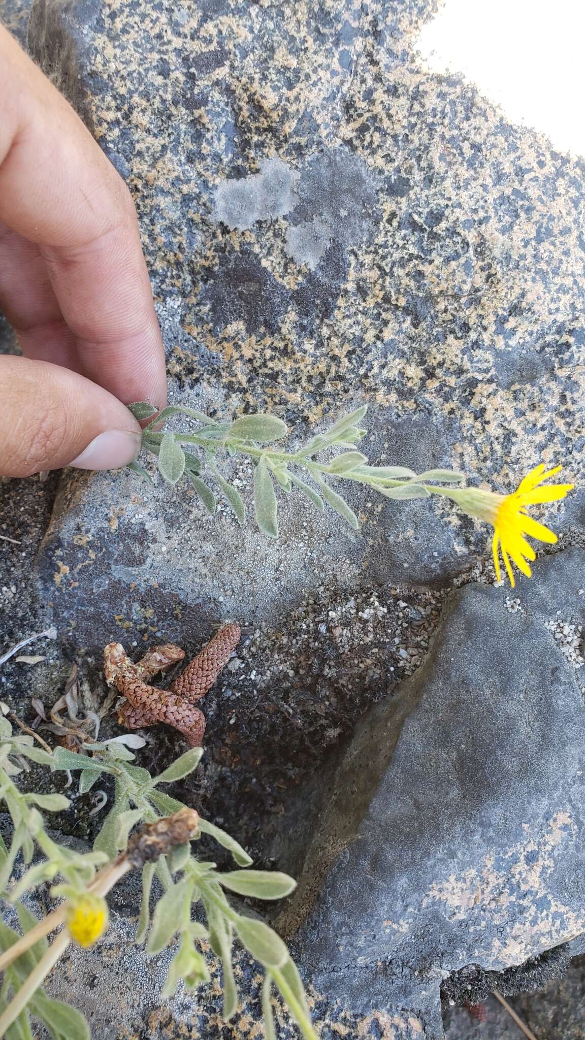 Image of Heterotheca orovillosa G. L. Nesom