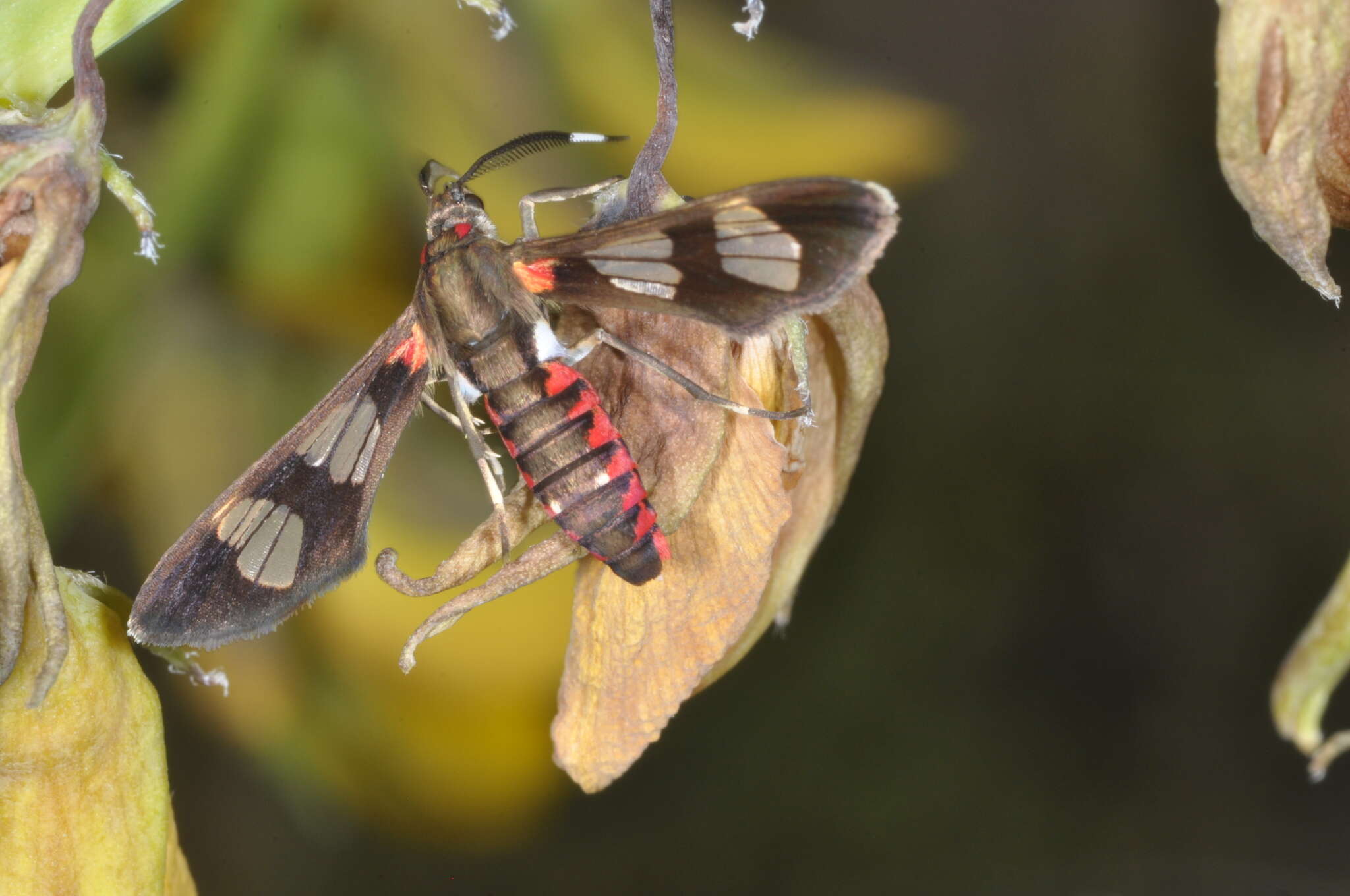 Imagem de Phoenicoprocta teda Walker 1854