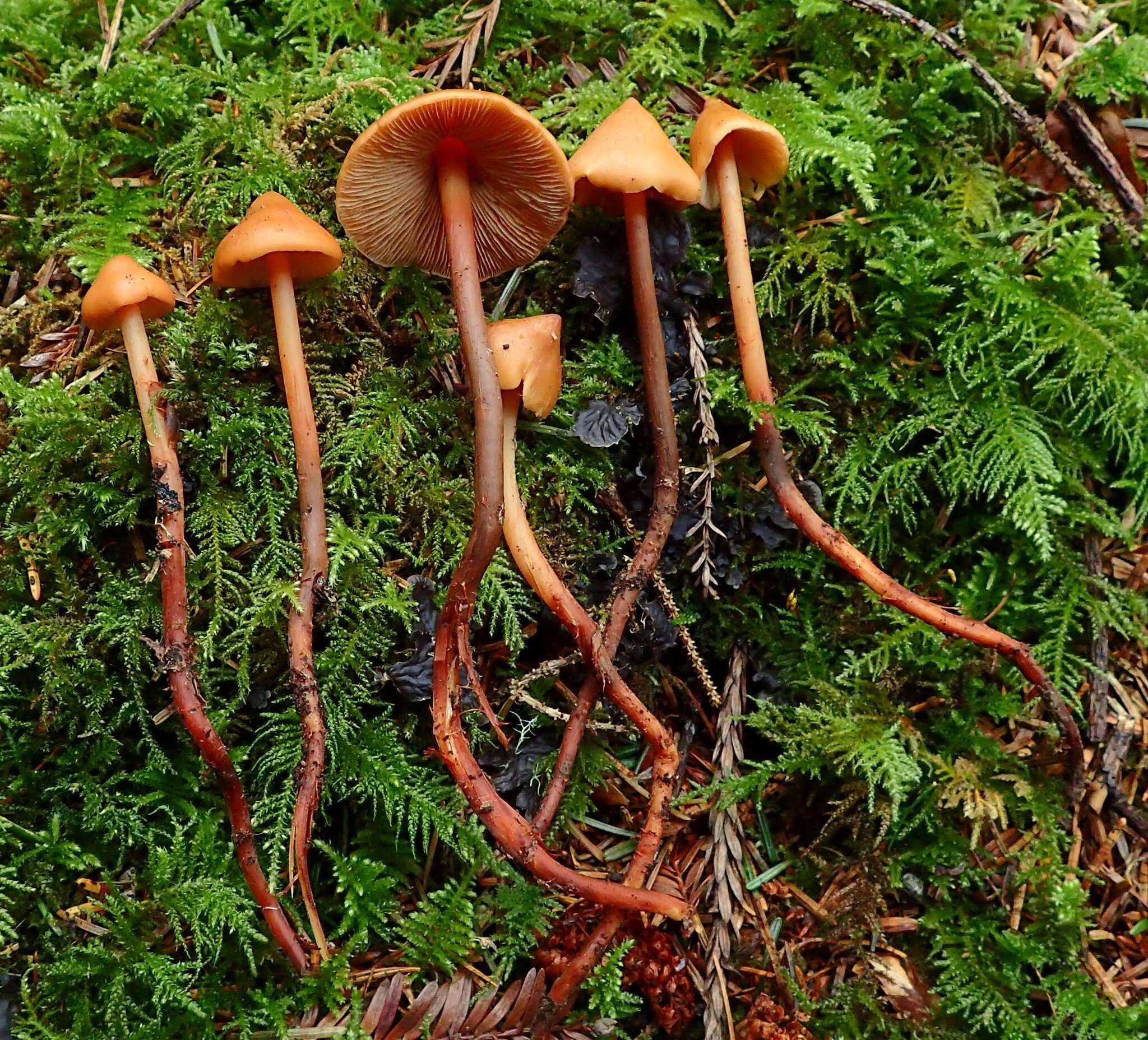 Image of Phaeocollybia attenuata (A. H. Sm.) Singer 1951