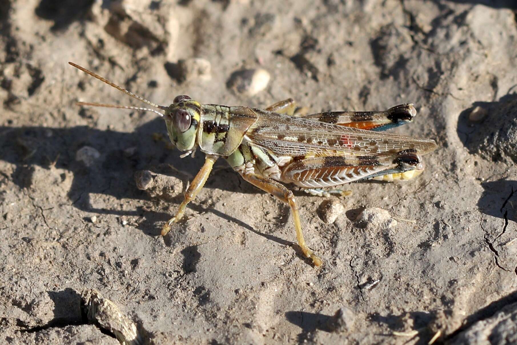 Image of Melanoplus occidentalis (Thomas & C. 1872)