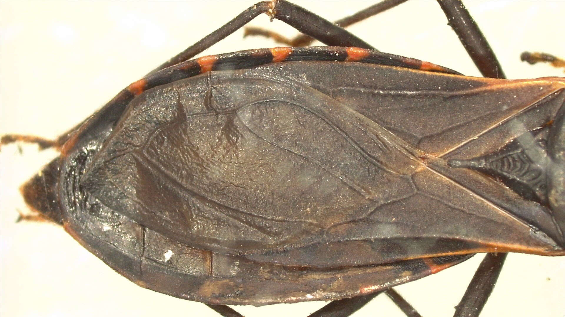 Image of Triatoma rubida (Uhler 1894)