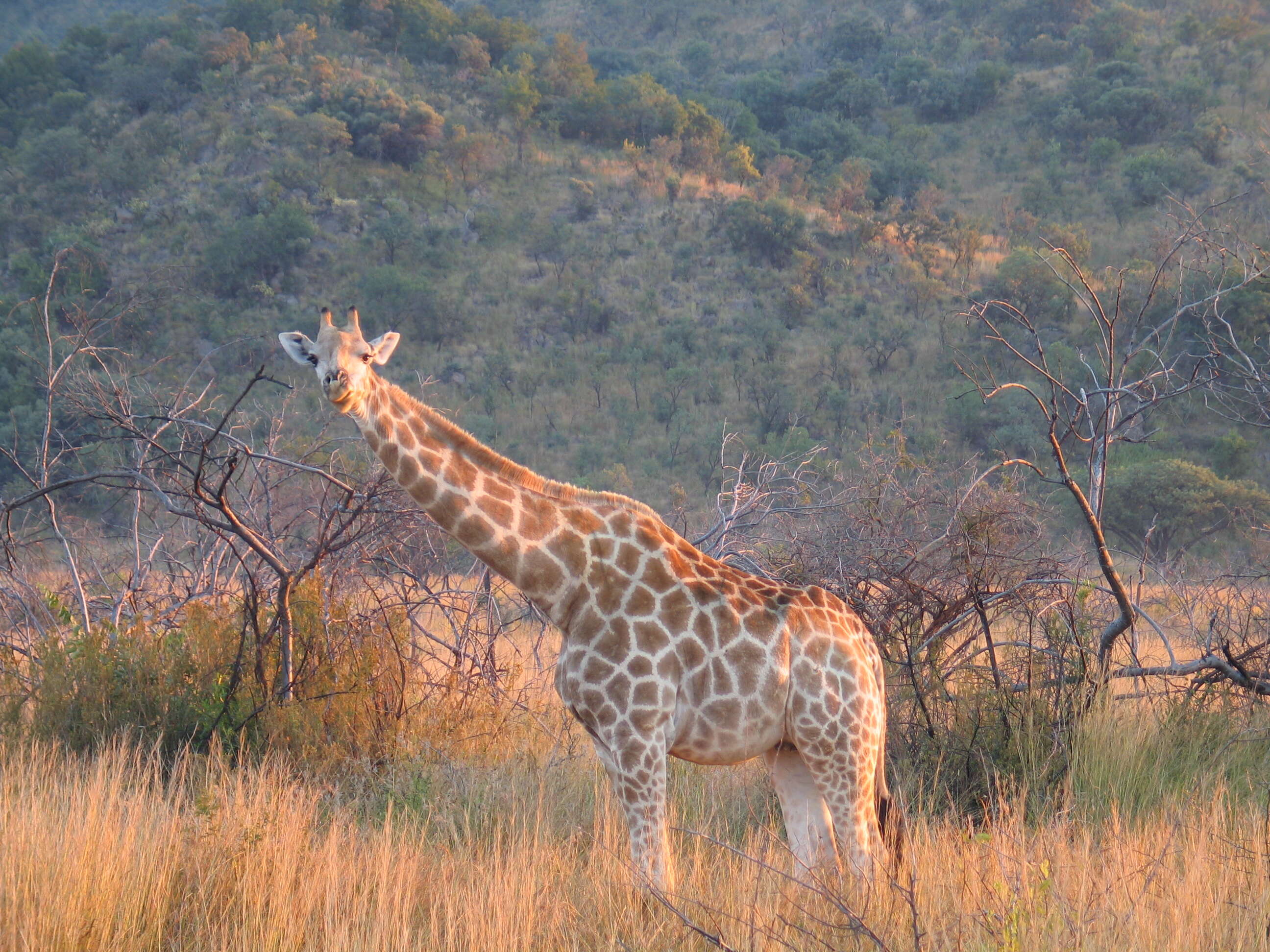 Image of Giraffe