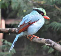 Image of Indochinese Green Magpie