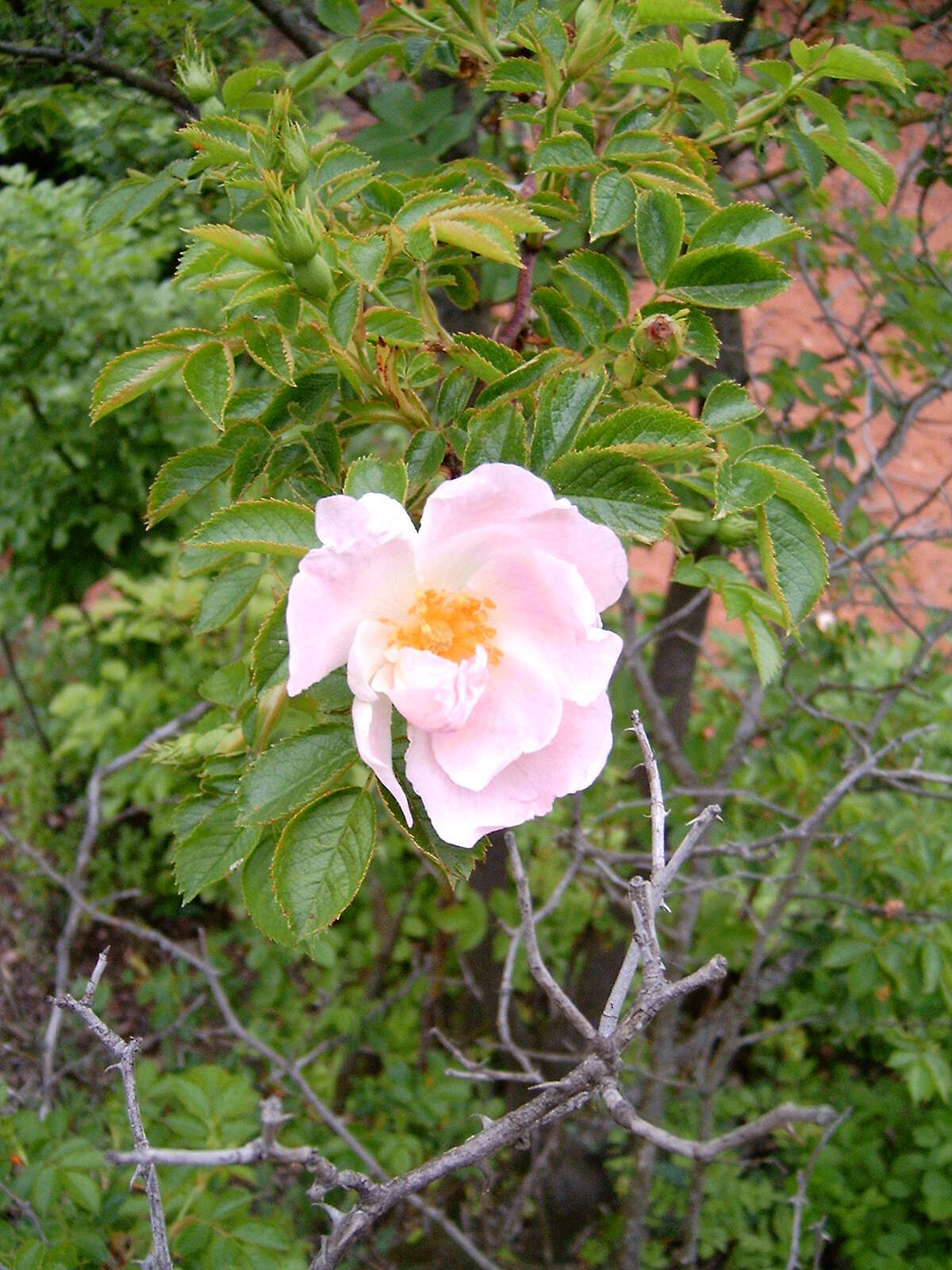 Image of dog rose