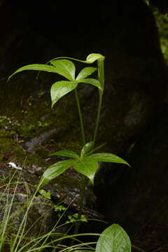 Image of Jacquemont's Cobra-Lily