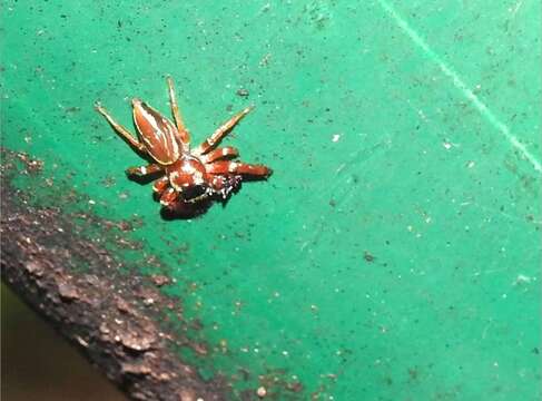 Image of Jumping spider