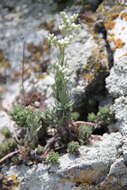 Sivun Petrosedum subulatum (C. A. Mey.) Afferni kuva