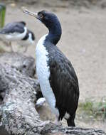 Image of Guanay Cormorant