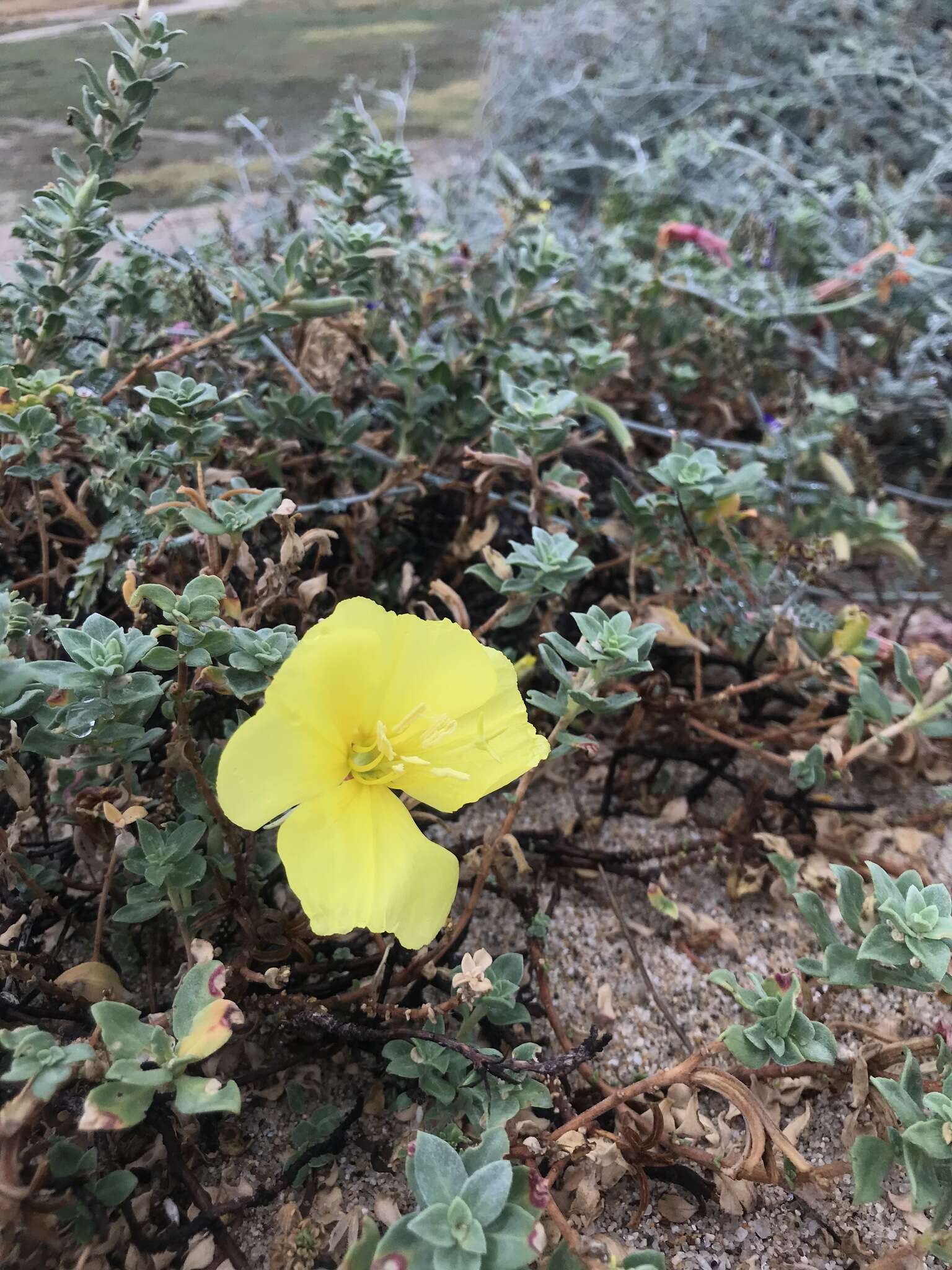 Image of Oenothera drummondii subsp. thalassaphila (Brandegee) W. Dietrich & W. L. Wagner