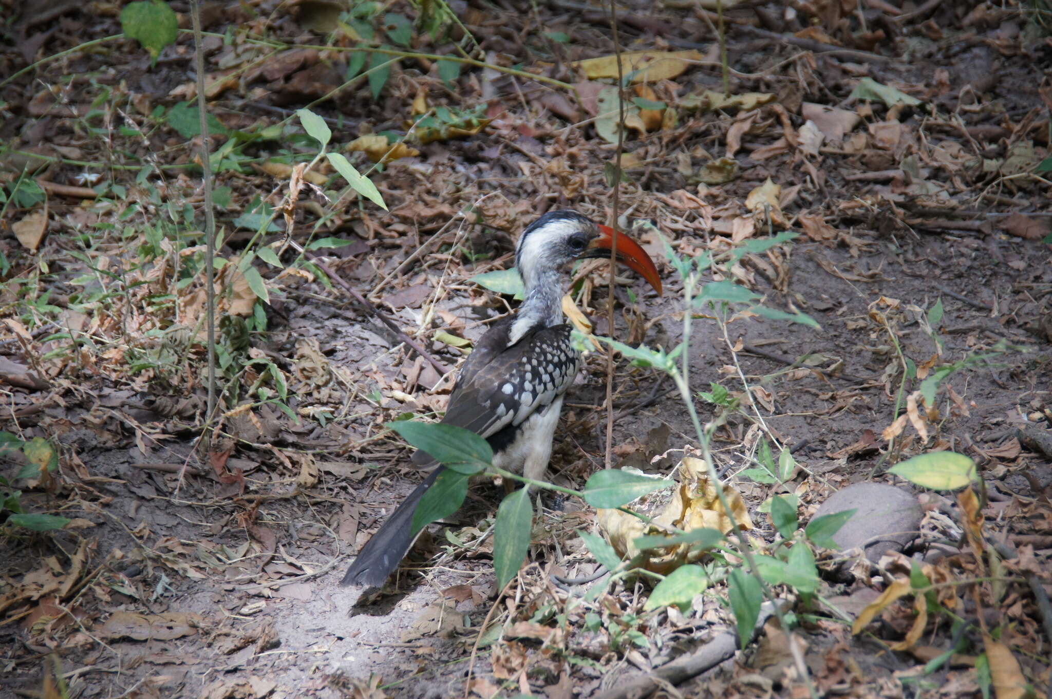 Image of Western Red-billed Hornbill