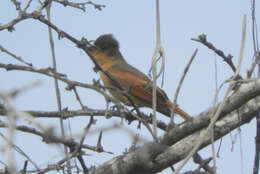 Image of Rufous Flycatcher