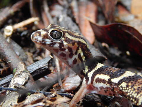 Image of Yucatan Banded Gecko