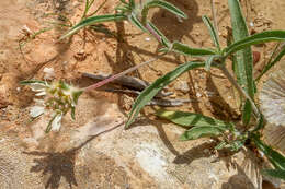 Image of Lomelosia porphyroneura (Blakelock) W. Greuter & Burdet