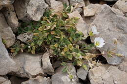 Image of Cerastium kasbek Parrot