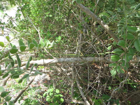 Plancia ëd Sophora tomentosa subsp. occidentalis (L.) Brummitt