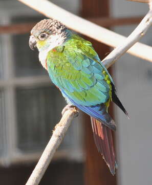 Image of Crimson-bellied Parakeet