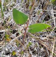 Image of semaphore thoroughwort