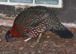 Imagem de Tragopan Cuvier 1829