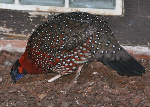 Image of Tragopan Cuvier 1829