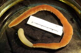 Image of black ribbon worm
