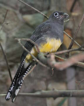 Image of Amazonian White-tailed Trogon