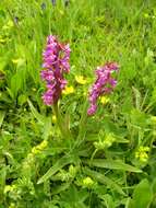 Image de Dactylorhiza romana subsp. georgica (Klinge) Soó ex Renz & Taubenheim