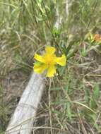 Image of straggling St. Johnswort