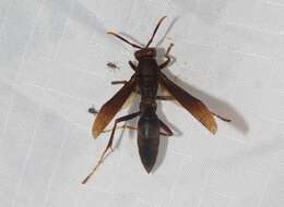 Image of Polistes major castaneicolor Bequard 1938