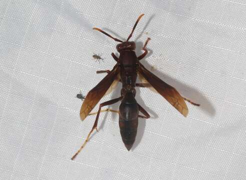 Image of Polistes major castaneicolor Bequard 1938