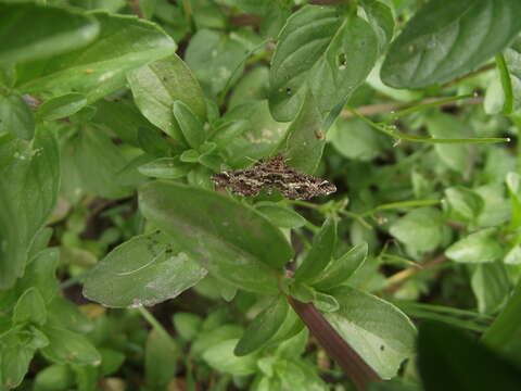 Слика од Diasemiopsis ramburialis Duponchel 1834