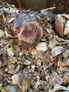 Image of Goosefish