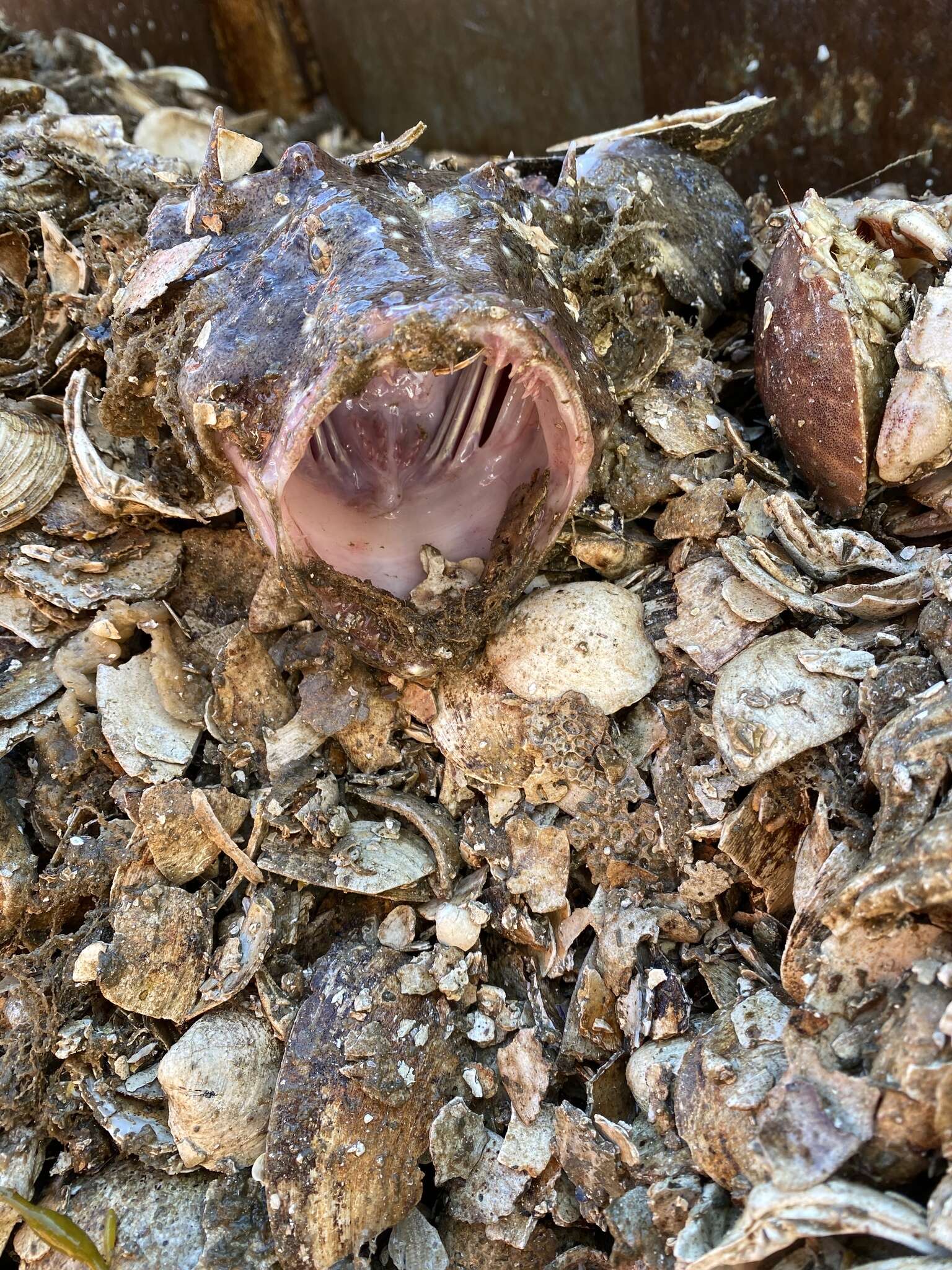 Image of Goosefish