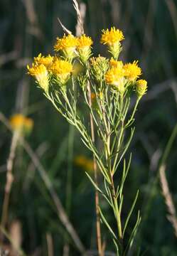 صورة Galatella linosyris (L.) Rchb. fil.