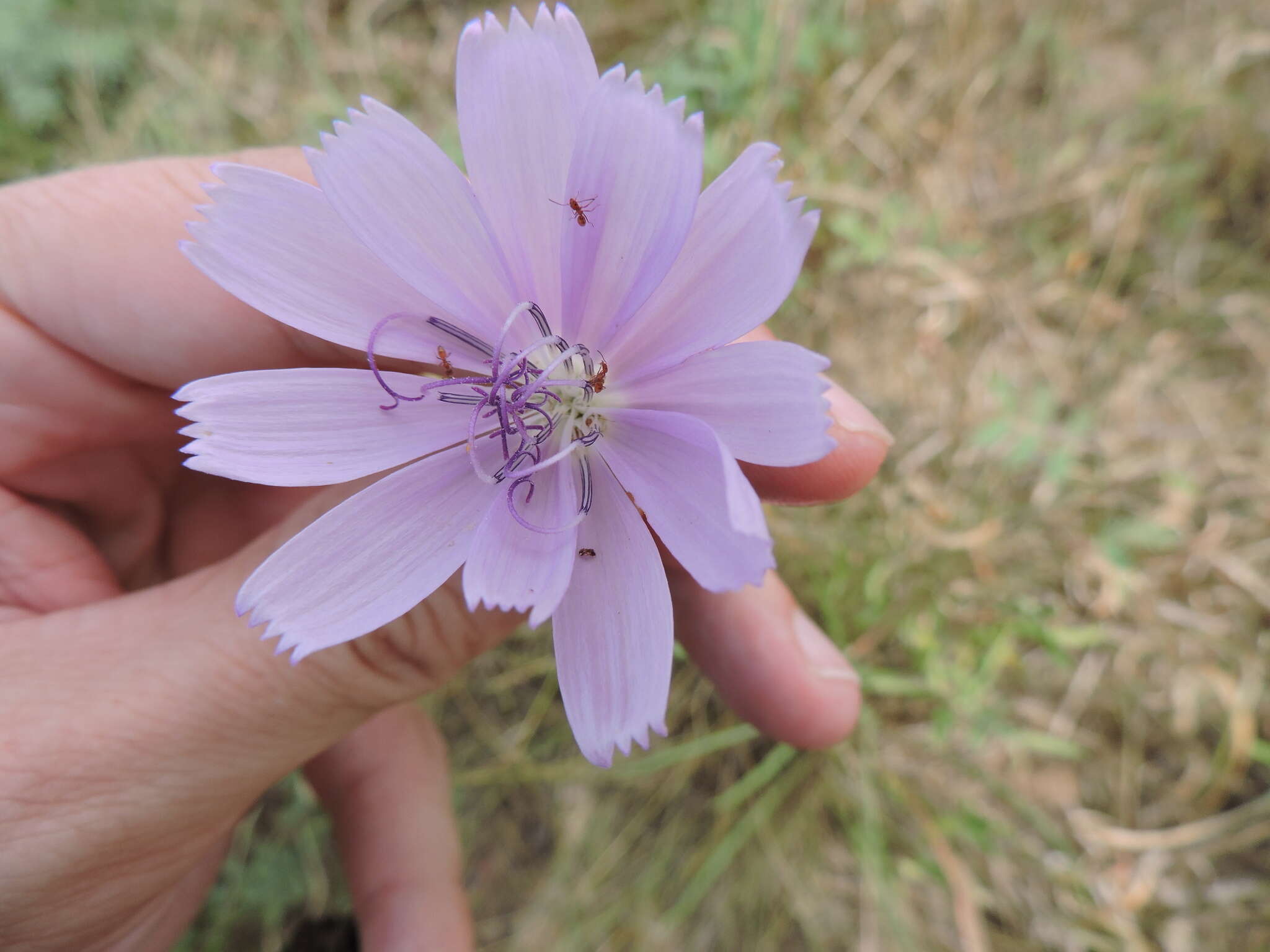 Image of Texas skeletonplant