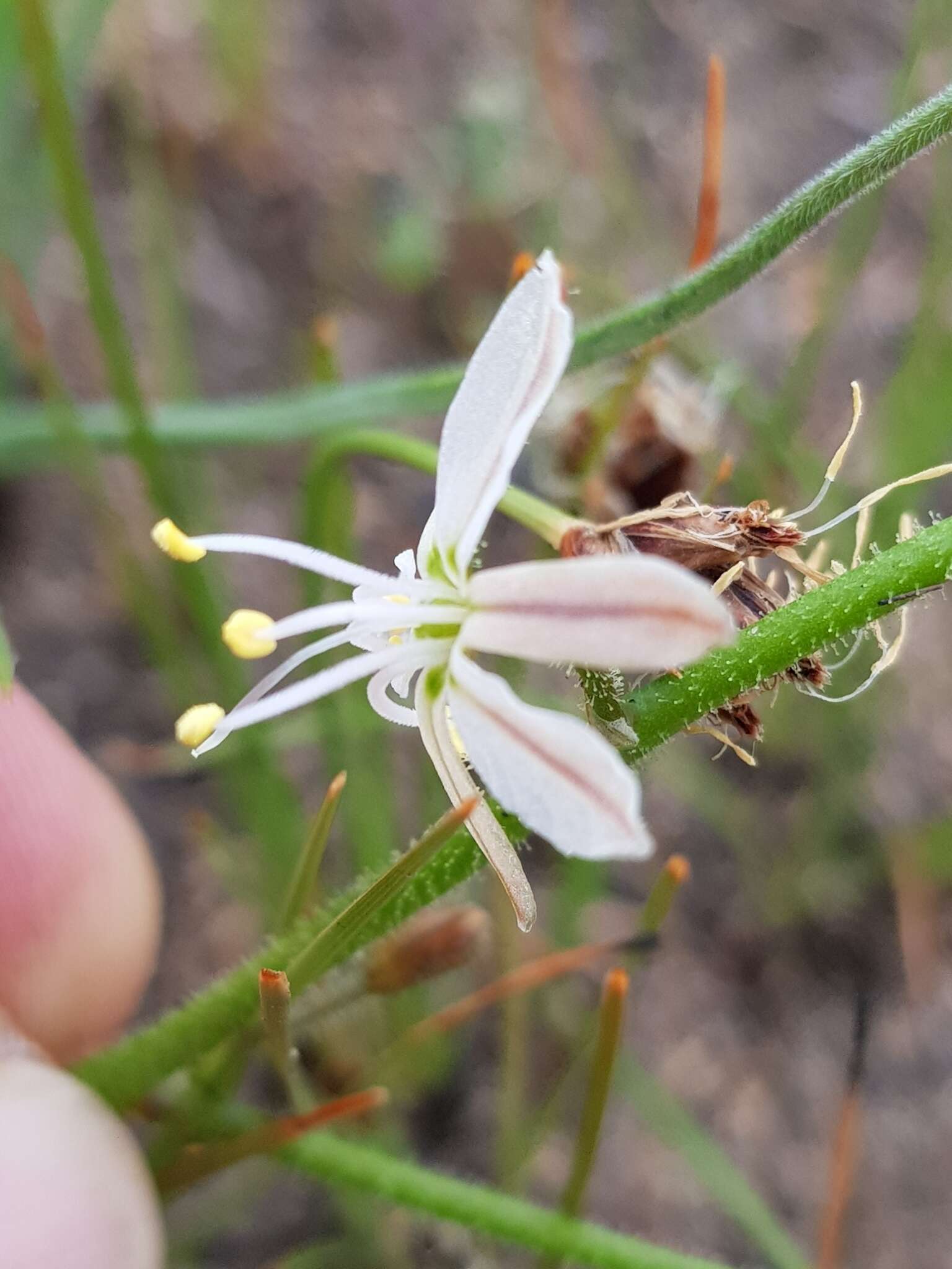 Слика од Trachyandra erythrorrhiza (Conrath) Oberm.